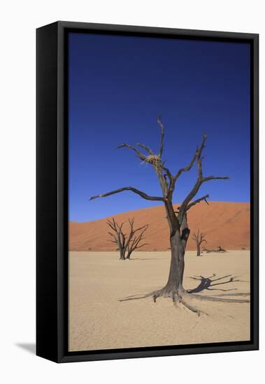 Sossusvlei Dune National Park-GailJohnson-Framed Stretched Canvas