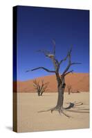 Sossusvlei Dune National Park-GailJohnson-Stretched Canvas