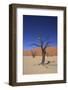 Sossusvlei Dune National Park-GailJohnson-Framed Photographic Print