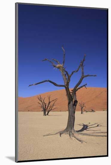 Sossusvlei Dune National Park-GailJohnson-Mounted Photographic Print