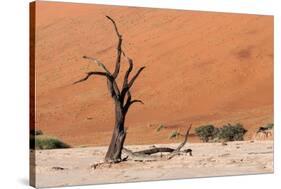 Sossusvlei, Namibia-Ivana Tacikova-Stretched Canvas