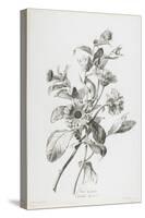 Souci Des Jardins, from Fleurs Dessinees D'Apres Nature, C. 1800-Gerard Van Spaendonck-Stretched Canvas