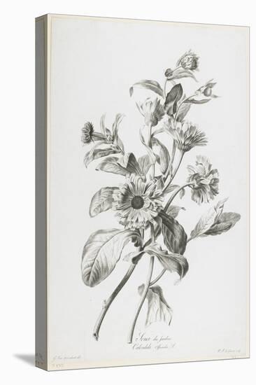 Souci Des Jardins, from Fleurs Dessinees D'Apres Nature, C. 1800-Gerard Van Spaendonck-Stretched Canvas