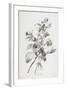 Souci Des Jardins, from Fleurs Dessinees D'Apres Nature, C. 1800-Gerard Van Spaendonck-Framed Giclee Print