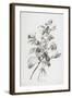 Souci Des Jardins, from Fleurs Dessinees D'Apres Nature, C. 1800-Gerard Van Spaendonck-Framed Giclee Print