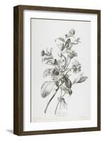 Souci Des Jardins, from Fleurs Dessinees D'Apres Nature, C. 1800-Gerard Van Spaendonck-Framed Giclee Print