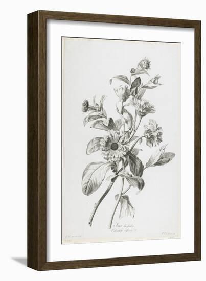 Souci Des Jardins, from Fleurs Dessinees D'Apres Nature, C. 1800-Gerard Van Spaendonck-Framed Giclee Print