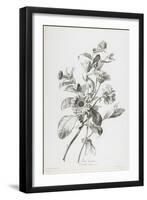 Souci Des Jardins, from Fleurs Dessinees D'Apres Nature, C. 1800-Gerard Van Spaendonck-Framed Giclee Print