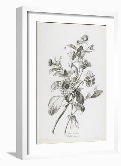 Souci Des Jardins, from Fleurs Dessinees D'Apres Nature, C. 1800-Gerard Van Spaendonck-Framed Giclee Print