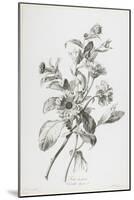 Souci Des Jardins, from Fleurs Dessinees D'Apres Nature, C. 1800-Gerard Van Spaendonck-Mounted Giclee Print