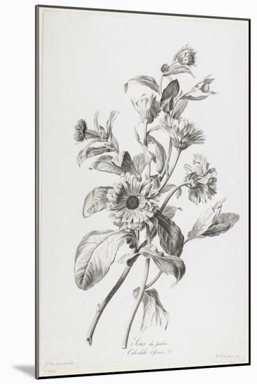 Souci Des Jardins, from Fleurs Dessinees D'Apres Nature, C. 1800-Gerard Van Spaendonck-Mounted Giclee Print