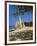 Soufriere, St Lucia, Caribbean-Robert Harding-Framed Photographic Print