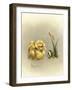 Soul Mates-Peggy Harris-Framed Giclee Print