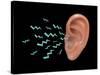 Sound Entering Human Outer Ear, Illustration-Gwen Shockey-Stretched Canvas