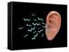 Sound Entering Human Outer Ear, Illustration-Gwen Shockey-Framed Stretched Canvas