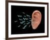 Sound Entering Human Outer Ear, Illustration-Gwen Shockey-Framed Giclee Print