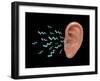 Sound Entering Human Outer Ear, Illustration-Gwen Shockey-Framed Giclee Print