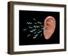 Sound Entering Human Outer Ear, Illustration-Gwen Shockey-Framed Giclee Print