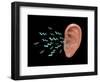 Sound Entering Human Outer Ear, Illustration-Gwen Shockey-Framed Giclee Print