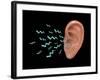 Sound Entering Human Outer Ear, Illustration-Gwen Shockey-Framed Giclee Print