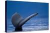 Sounding Humpback Whale, Alaska-Paul Souders-Stretched Canvas