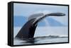 Sounding Humpback Whale, Alaska-Paul Souders-Framed Stretched Canvas