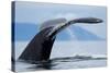 Sounding Humpback Whale, Alaska-Paul Souders-Stretched Canvas