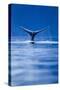 Sounding Humpback Whale, Alaska-null-Stretched Canvas