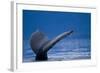 Sounding Humpback Whale, Alaska-Paul Souders-Framed Photographic Print