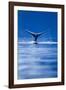 Sounding Humpback Whale, Alaska-null-Framed Photographic Print