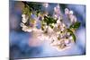 Sour Cherry, Prunus Cerasus, Flowering Branch-Alfons Rumberger-Mounted Photographic Print