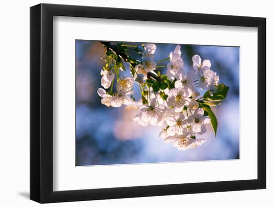 Sour Cherry, Prunus Cerasus, Flowering Branch-Alfons Rumberger-Framed Photographic Print