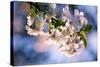 Sour Cherry, Prunus Cerasus, Flowering Branch-Alfons Rumberger-Stretched Canvas