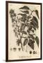 Sour Cherry, Tart Cherry or Dwarf Cherry, Prunus Cerasus., 1776 (Engraving)-Johann Sebastien Muller-Framed Giclee Print