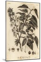 Sour Cherry, Tart Cherry or Dwarf Cherry, Prunus Cerasus., 1776 (Engraving)-Johann Sebastien Muller-Mounted Giclee Print