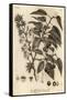 Sour Cherry, Tart Cherry or Dwarf Cherry, Prunus Cerasus., 1776 (Engraving)-Johann Sebastien Muller-Framed Stretched Canvas