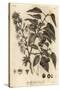 Sour Cherry, Tart Cherry or Dwarf Cherry, Prunus Cerasus., 1776 (Engraving)-Johann Sebastien Muller-Stretched Canvas