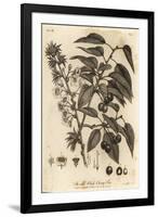 Sour Cherry, Tart Cherry or Dwarf Cherry, Prunus Cerasus., 1776 (Engraving)-Johann Sebastien Muller-Framed Giclee Print