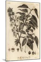 Sour Cherry, Tart Cherry or Dwarf Cherry, Prunus Cerasus., 1776 (Engraving)-Johann Sebastien Muller-Mounted Giclee Print