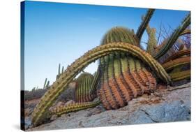 Sour pitaya cactus and Santa Catalina barrel cactus, Mexico-Claudio Contreras-Stretched Canvas