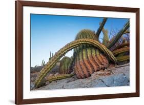 Sour pitaya cactus and Santa Catalina barrel cactus, Mexico-Claudio Contreras-Framed Photographic Print