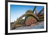 Sour pitaya cactus and Santa Catalina barrel cactus, Mexico-Claudio Contreras-Framed Photographic Print