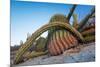 Sour pitaya cactus and Santa Catalina barrel cactus, Mexico-Claudio Contreras-Mounted Photographic Print