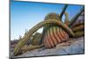 Sour pitaya cactus and Santa Catalina barrel cactus, Mexico-Claudio Contreras-Mounted Photographic Print