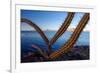 Sour pitaya cactus, Loreto Bay National Park-Claudio Contreras-Framed Photographic Print