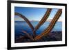 Sour pitaya cactus, Loreto Bay National Park-Claudio Contreras-Framed Photographic Print