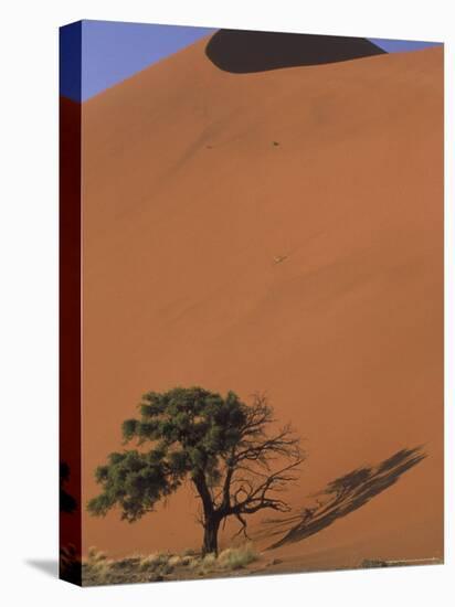 Soussevlei Sand Dune at Sunrise, Namibia-Claudia Adams-Stretched Canvas