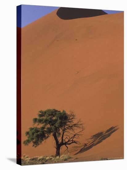 Soussevlei Sand Dune at Sunrise, Namibia-Claudia Adams-Stretched Canvas
