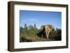 South Africa, Addo Elephant National Park, Elephant Standing at Forest Edge-Paul Souders-Framed Photographic Print