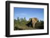 South Africa, Addo Elephant National Park, Elephant Standing at Forest Edge-Paul Souders-Framed Photographic Print